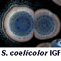 streptomyces coelicolor igf